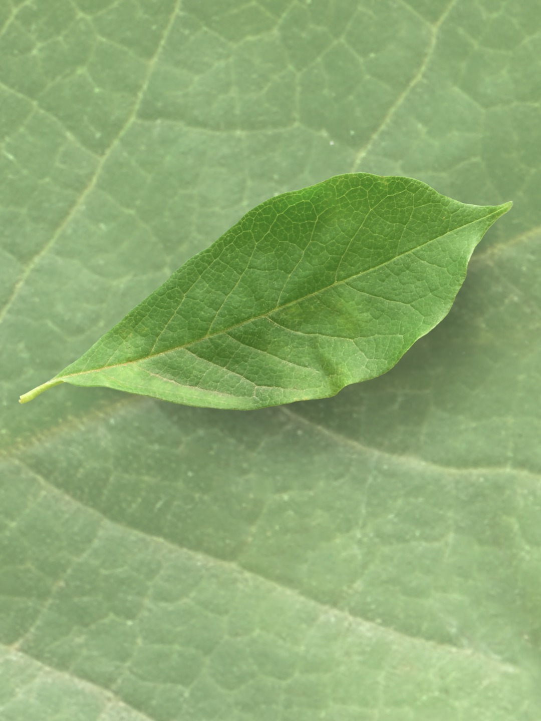 Taller virtual: “Un Jardín Sin Peligros: Aprendemos sobre Plantas Tóxicas”