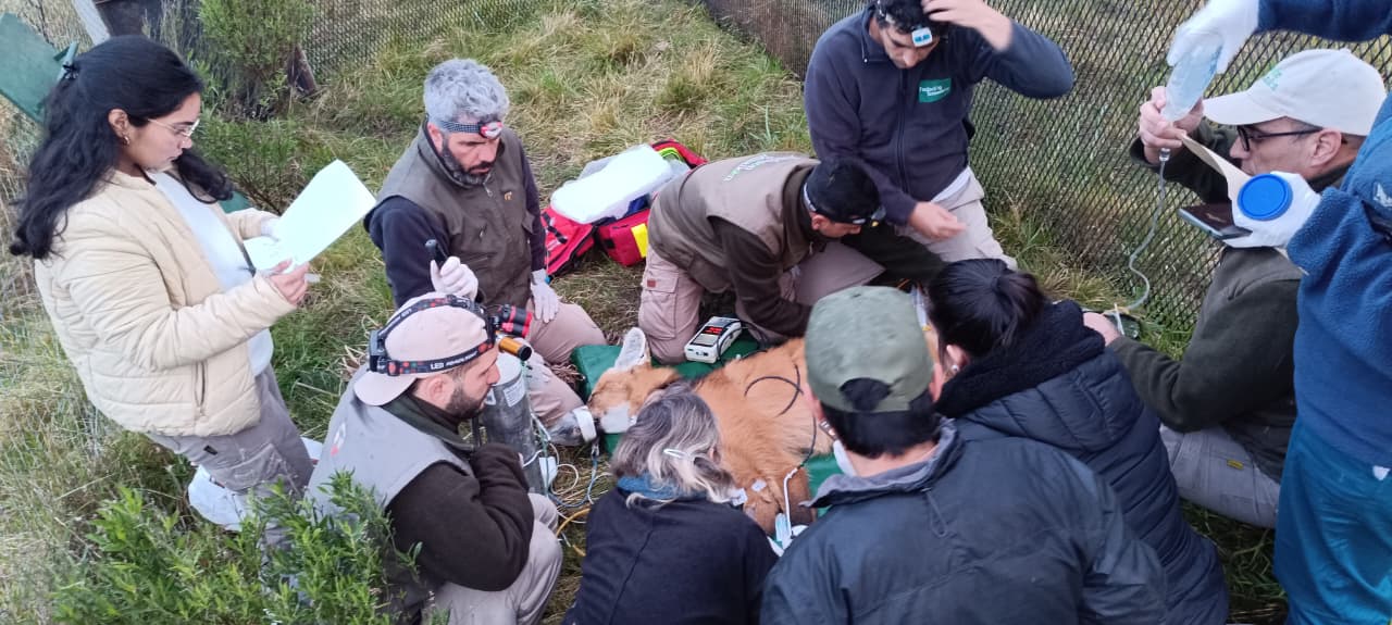 Estudiantes de Medicina Veterinaria participaron de un procedimiento para la conservación del aguará guazú